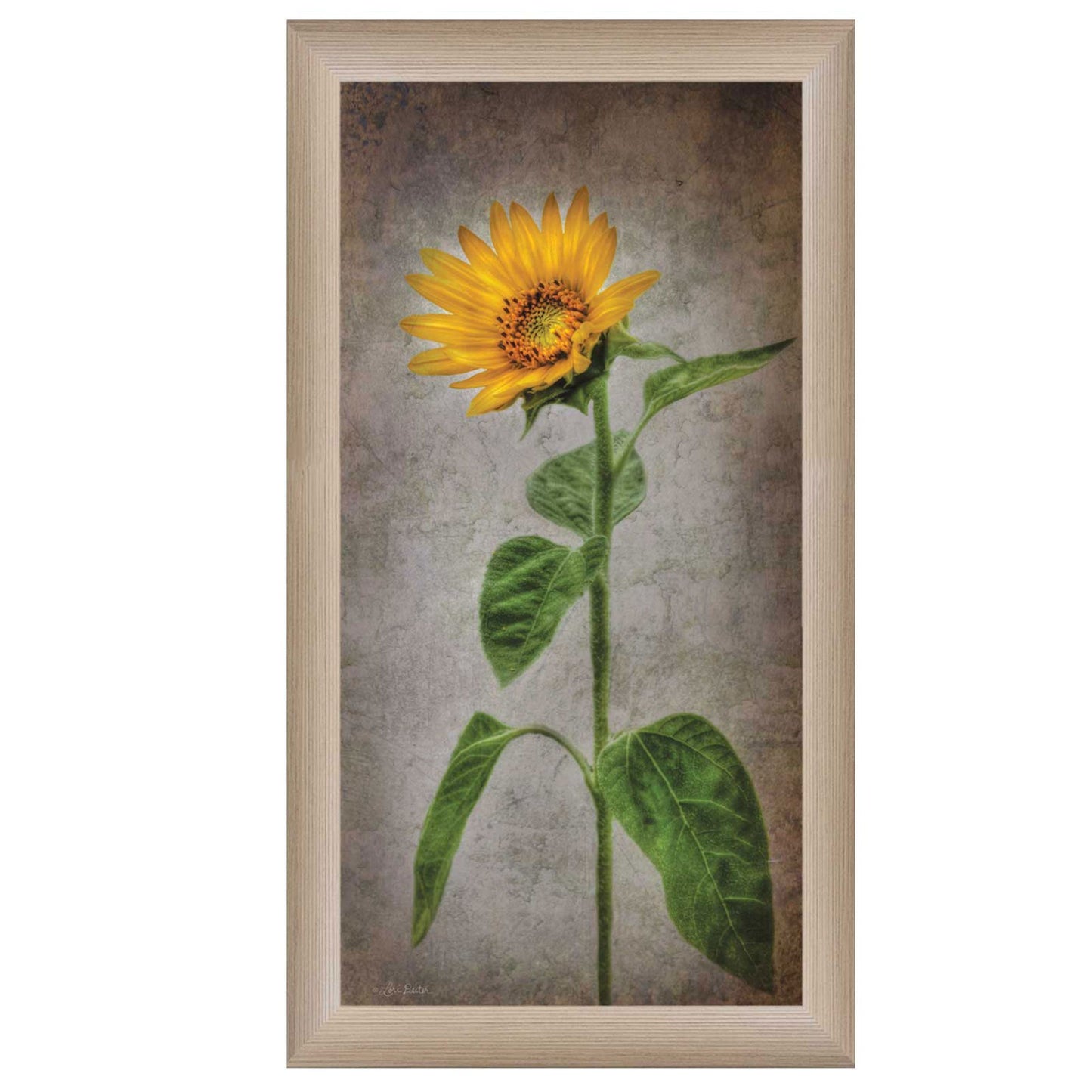 Sunflower II Brown Framed Print Wall Art Homeroots Home Decor